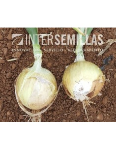 Semilla cebolla Osaka SP F1 (híbrida) (día corto, medio) (1.000 semillas)