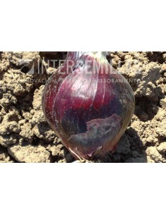 Graine oignon Red Moon F1 (hybride) (journée courte, rouge extra-tardif.)  (1.000 Graine)
