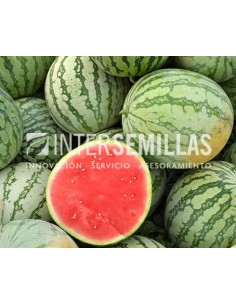 Semilla sandía Reina Linda F1 (híbrida) (rayada sin semillas) (1.000 semillas)