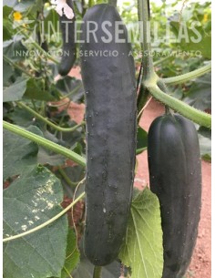 Semilla pepino Victorioso F1 (híbrida) (francés, partenocárpico) (1.000 semillas)