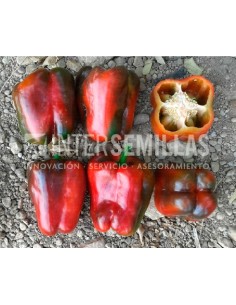 Semilla pimiento Cortes F1 (híbrida) (california rojo, aire libre) (1.000 semillas)