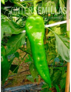 Semente de pimento Olaya F1 (híbrida) (Doce italiano, ao ar livre) (1.000 sementes)