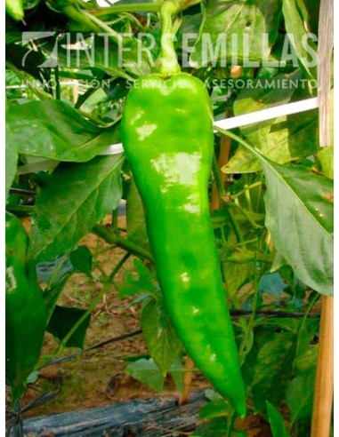 Semente de pimento Olaya F1 (híbrida) (Doce italiano, ao ar livre) (1.000 sementes)