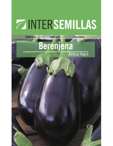 Semilla berenjena belleza negra (100 gr)