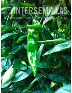 Semente de pimento Olaya F1 (híbrida) (Doce italiano, ao ar livre) (1.000 sementes)
