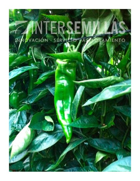 Semente de pimento Olaya F1 (híbrida) (Doce italiano, ao ar livre) (1.000 sementes)