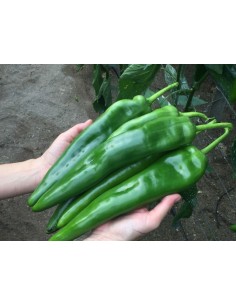 Semilla pimiento nabone F1 (híbrida) (Dulce Italiano, invernadero más aire libre) (1.000 semillas)