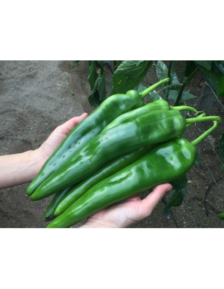 Semilla pimiento nabone F1 (híbrida) (Dulce Italiano, invernadero más aire libre) (1.000 semillas)
