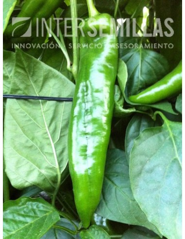 Semente de pimento Nabone F1 (híbrida) (Doce italiano,Estufa mais ao ar livre) (1.000 sementes)