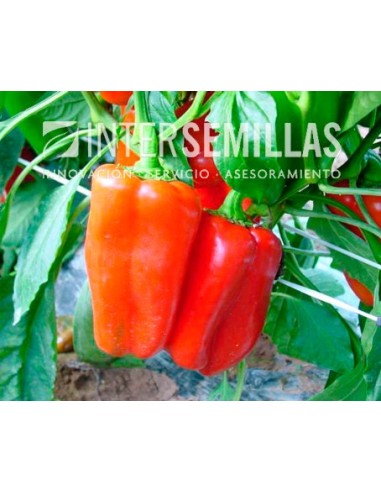 Semente de pimento Rainbow F1 (híbrida) (Lamuyo vermelho, ao ar livre) (1.000 sementes)