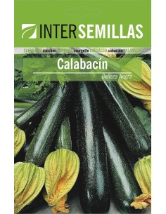 Graine courgettes beauté noire