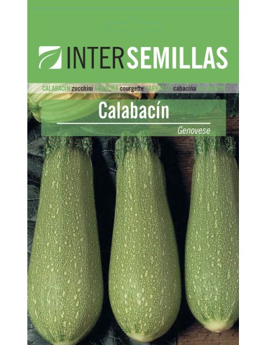 Graine courgettes genovese