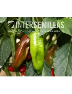 Graine de Poivre Torricello F1 (hybride) (Padron)  (1.000 Graine)
