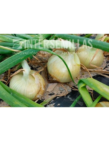 Semente de cebola Hiberna F1 (híbrida) (dia intermédio, amarelo precoce) (1.000 sementes)