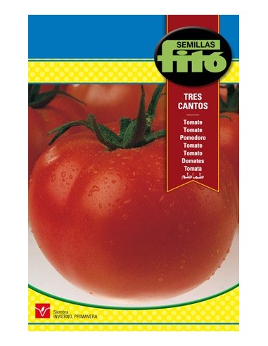 Semilla de tomate muy productivo y redondos