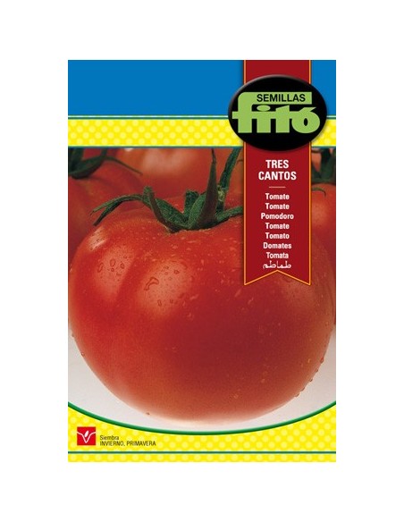Semilla de tomate muy productivo y redondos