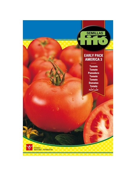 Semilla de tomates llenos y dulces