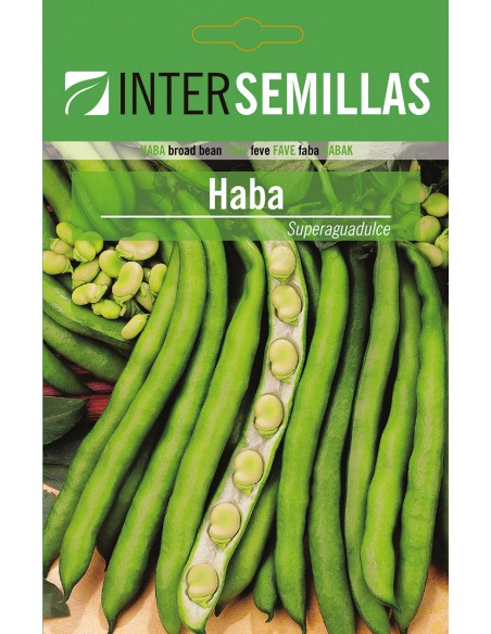 Semente de fava SuperAguadulce