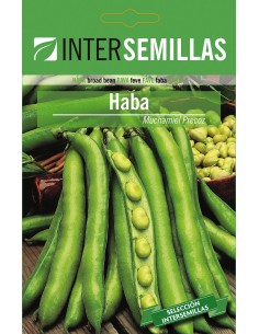 Llavor fava Mutxamel primerenc