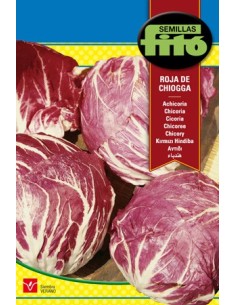 Semente de chicória em Germigarden