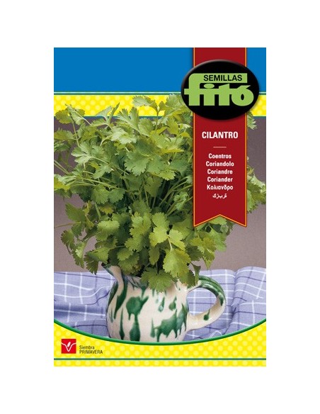Semilla de cilantro