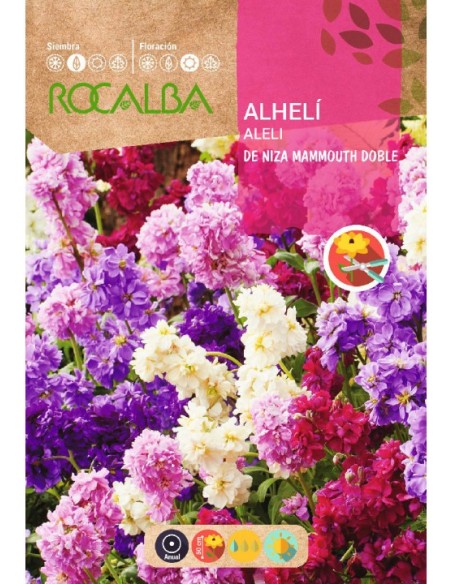 Llavor alhelí de Niça