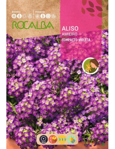 Semente de Alyssum violeta compacta