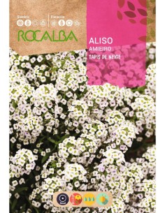 Semilla aliso Tapis de Neige (blanco)