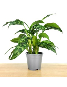 Aglaonema Maria (maceta 14 cm  Ø)