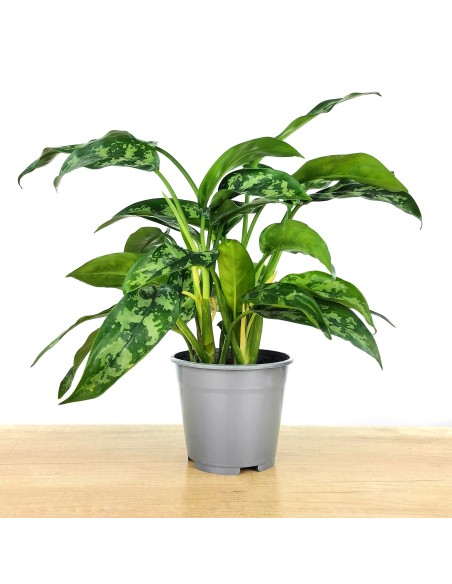 Aglaonema Maria (vaso de 14 cm Ø)