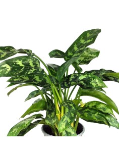 Aglaonema Maria (maceta 14 cm  Ø) 2