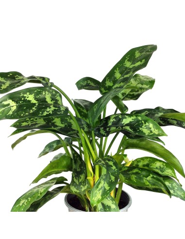 Aglaonema Maria (vaso de 14 cm Ø)