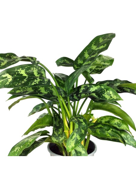 Aglaonema Maria (maceta 14 cm  Ø)
