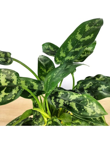 Aglaonema Maria (maceta 14 cm  Ø)