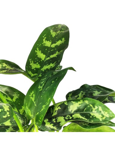 Aglaonema Maria (maceta 14 cm  Ø)