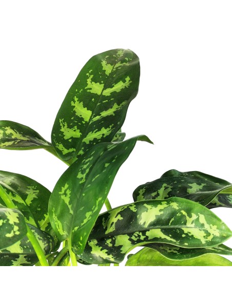 Aglaonema Maria (maceta 14 cm  Ø)