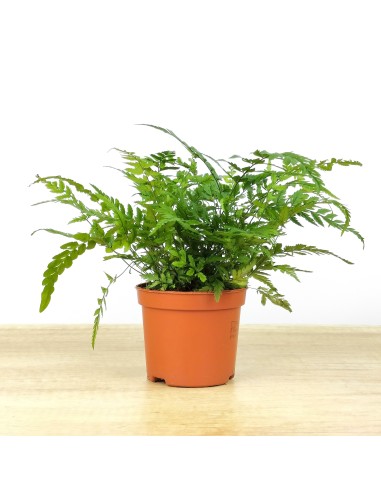 Dryopteris Affinis (pot 6 cm Ø).