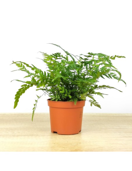 Dryopteris Affinis (pot 6 cm Ø).