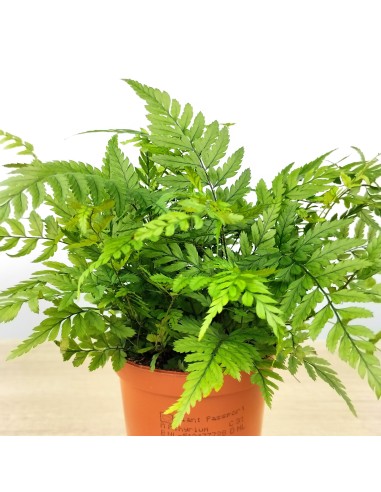 Dryopteris Affinis (maceta 8 cm Ø)