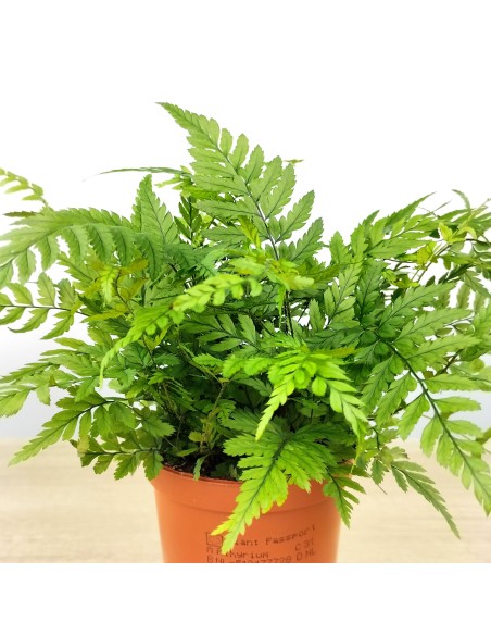 Dryopteris Affinis (pot 6 cm Ø).
