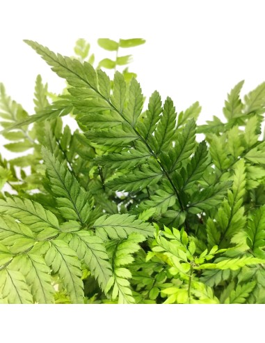 Dryopteris Affinis (maceta 8 cm Ø)