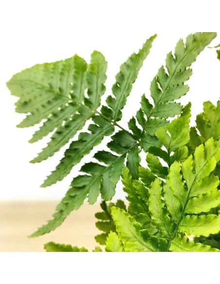 Dryopteris Affinis (pot 6 cm Ø).