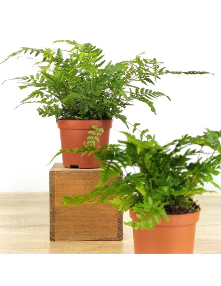 Dryopteris Affinis (pot 6 cm Ø).