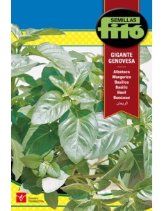 Llavor d'alfabrega pesto