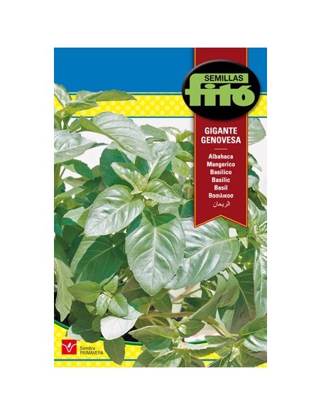 Pesto aux graines de basilic