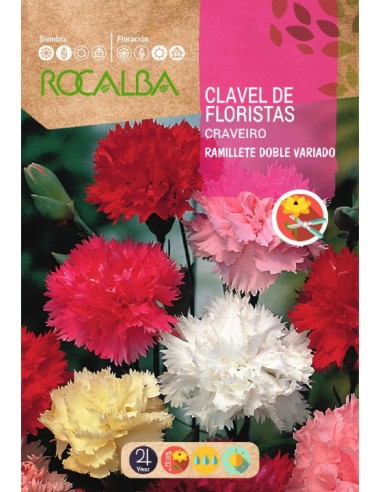 Semilla clavel de los floristas ramillete doble variado