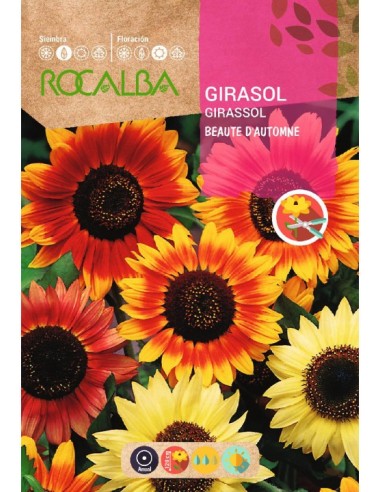 Semilla girasol beaute d'automne