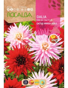 Semilla dalia cactus doble híbrida
