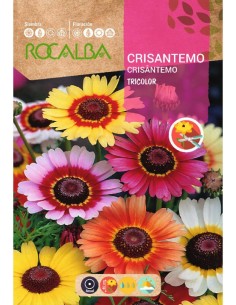 Semente de crisântemo tricolor variegado