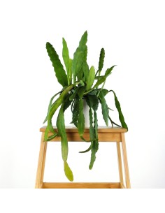 Pluma de Santa Teresa (Epiphyllum) (maceta 13 cm Ø)